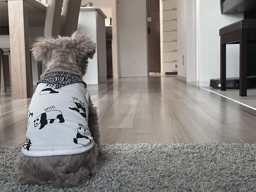 犬とリビングの写真