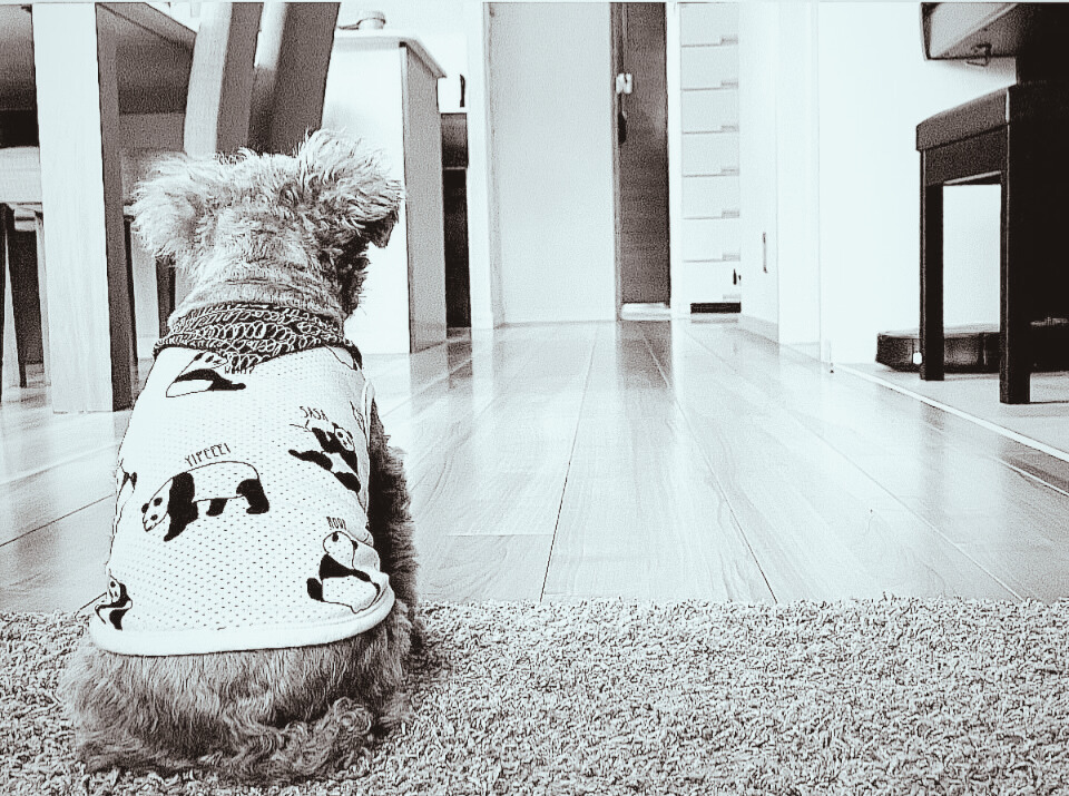 福岡の整理収納アドバイザーの自宅、愛犬がリビングでくつろいでいる