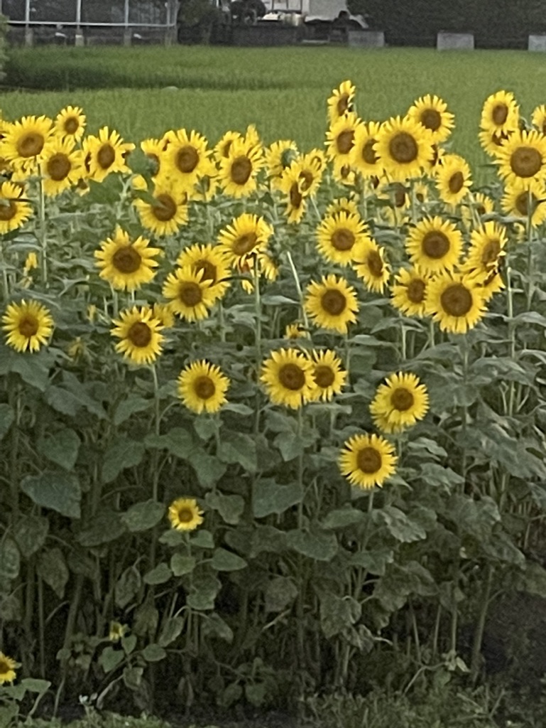 福岡 整理収納アドバイザートトノウラボ ひまわり