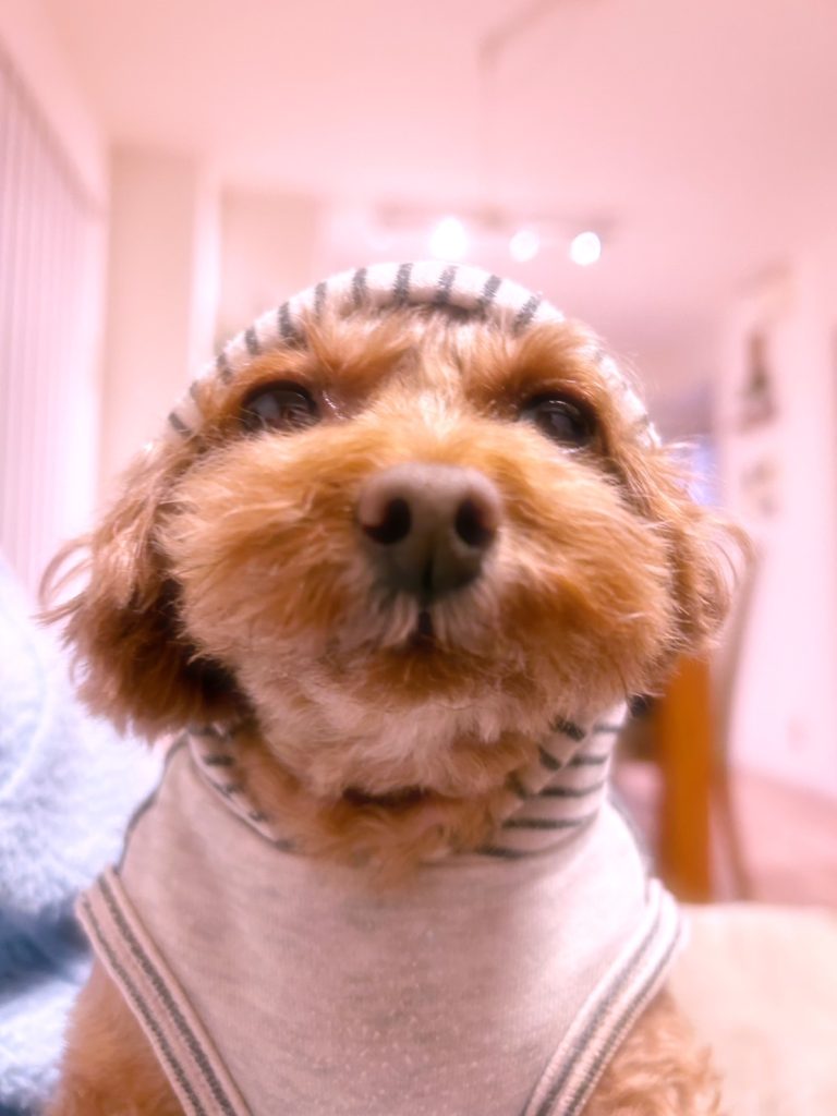 福岡　整理収納アドバイザー　犬　癒し
フードを被ったココちゃん