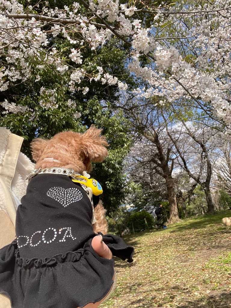 福岡 整理収納アドバイザー 桜 トイプードル