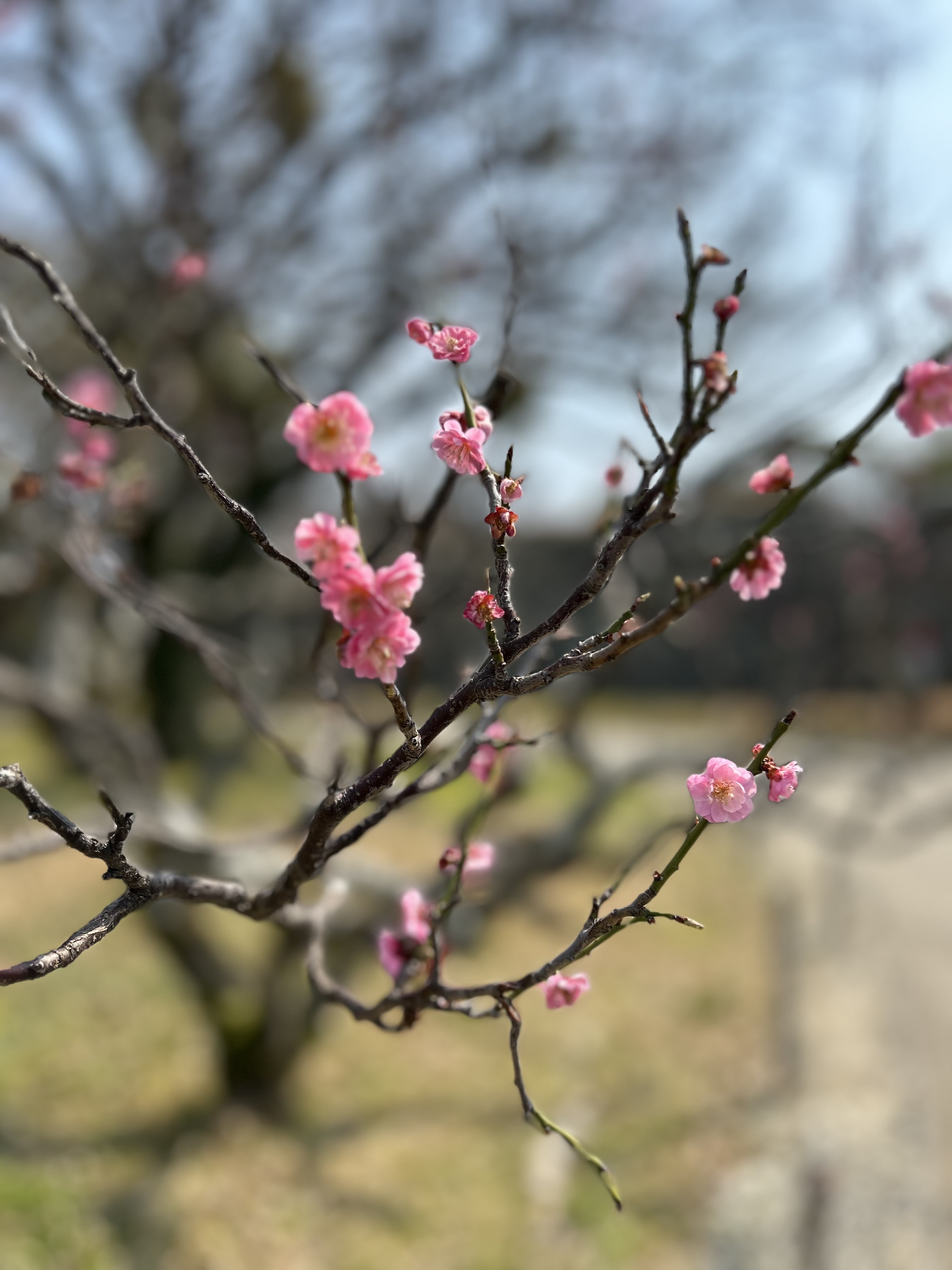 福岡 整理収納アドバイザートトノウラボ桜