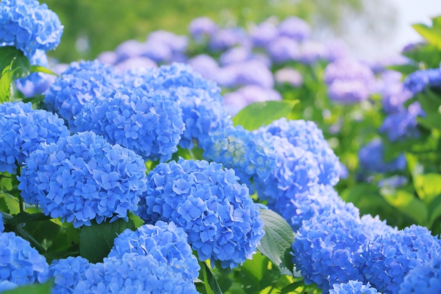 福岡 整理収納アドバイザー　トトノウラボ　紫陽花